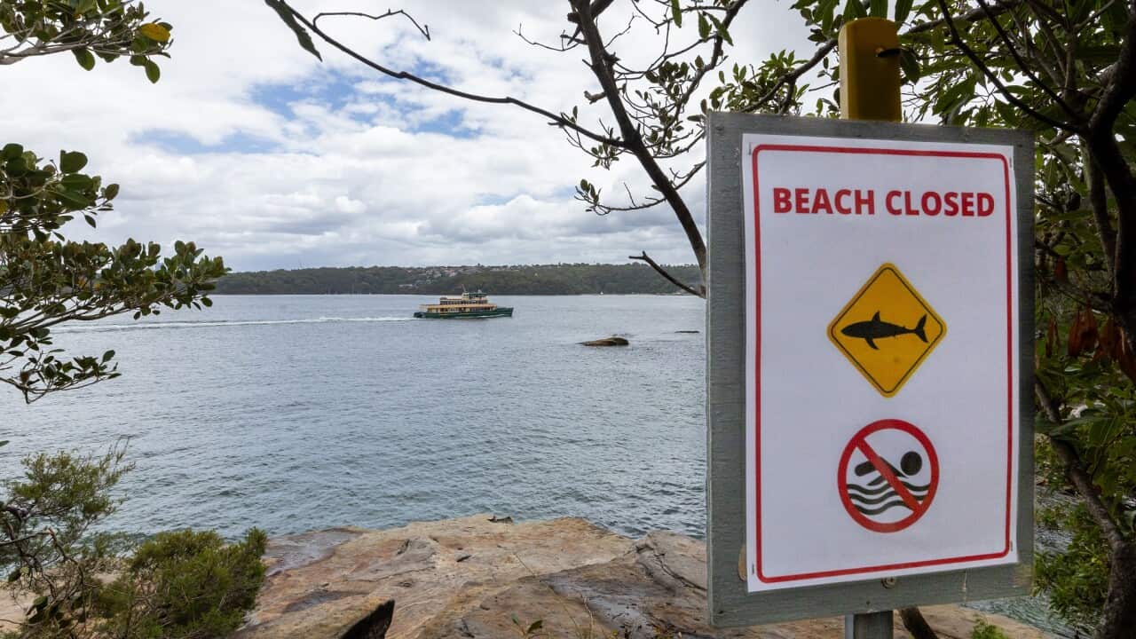 SHARK BEACH ATTACK SYDNEY