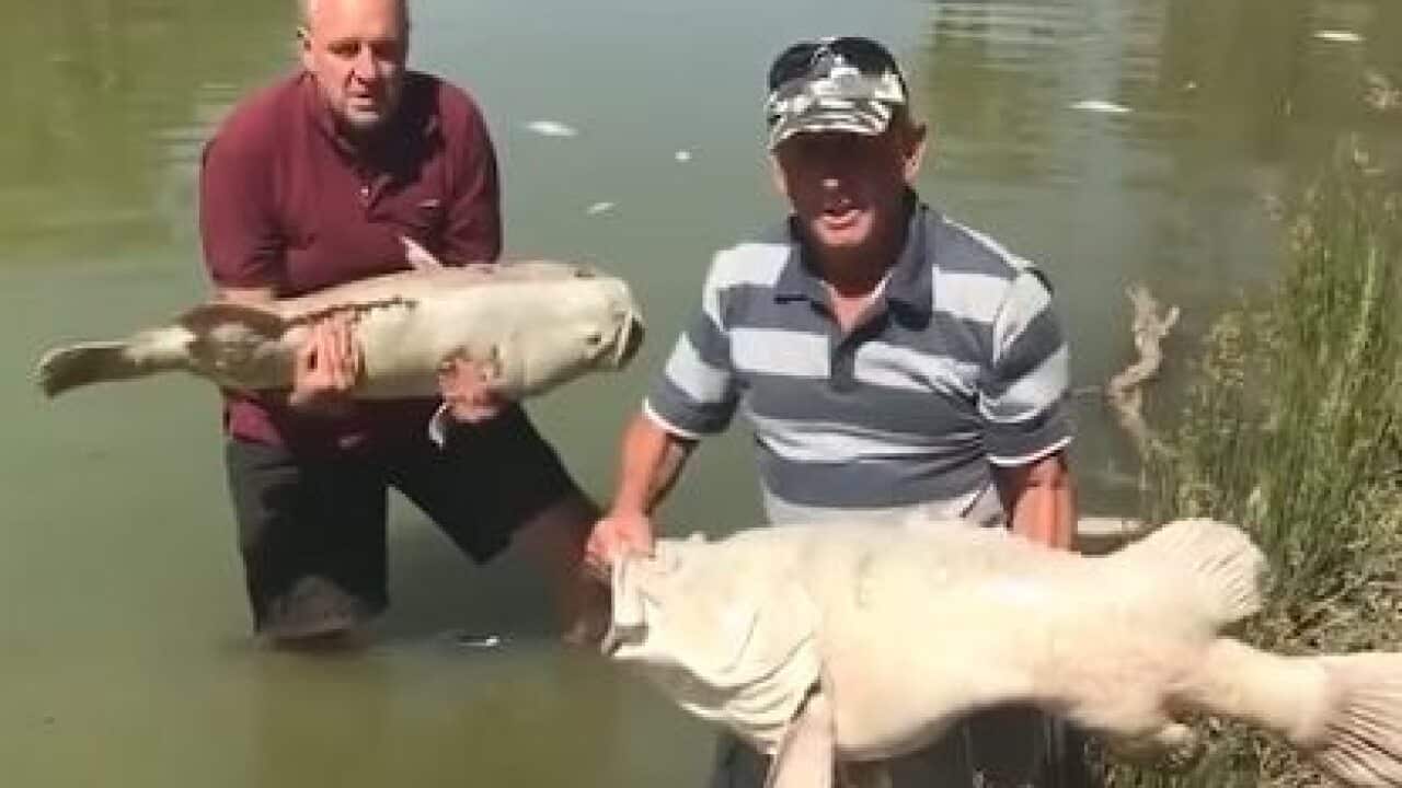 The mass deaths of fish in far western NSW is being described by residents as a man-made disaster due to the draining of lakes in the Darling River system.Rob McBride and Dick Arnold were filmed standing in the Darling River at Menindee amid dead fish.