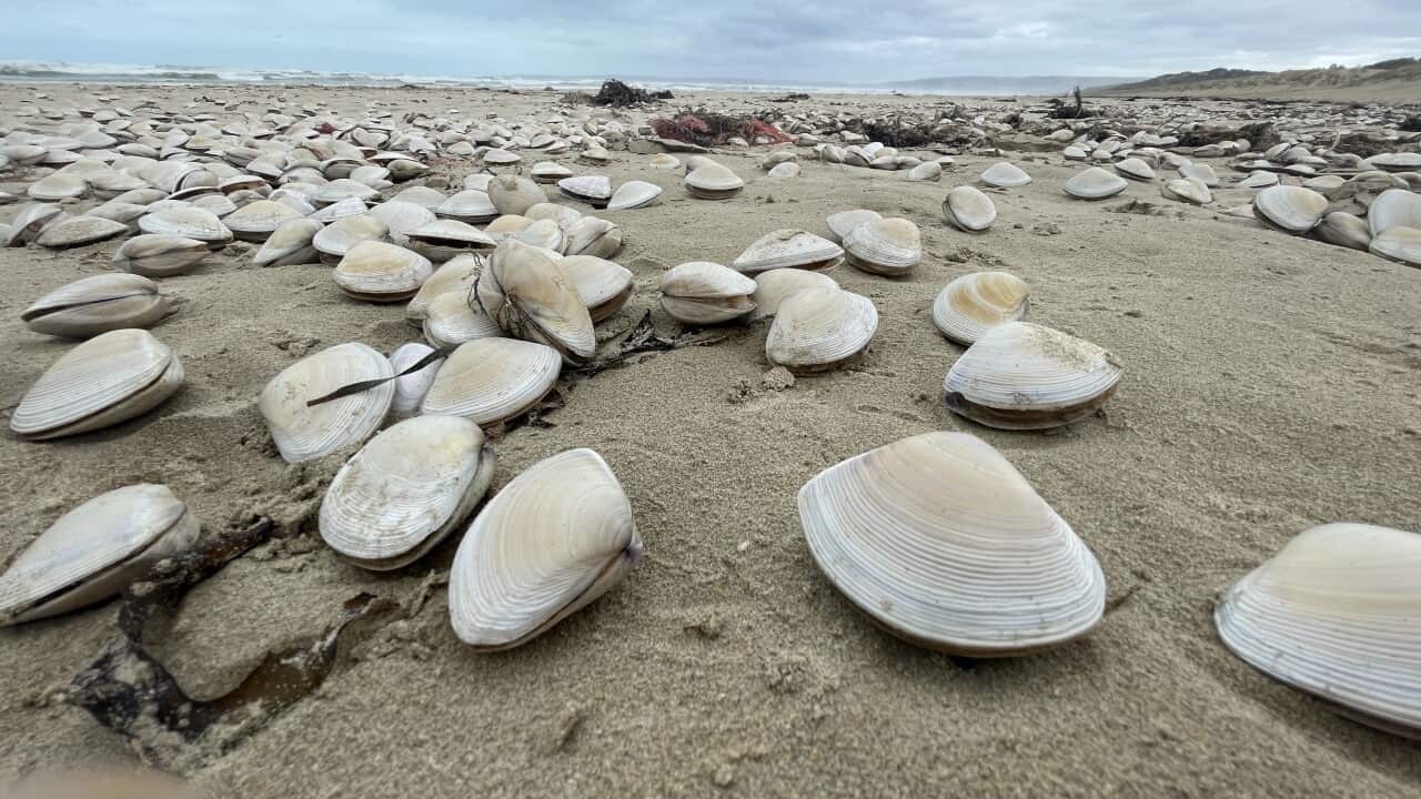 Mass Die-off of Sea Creatures in South Australia