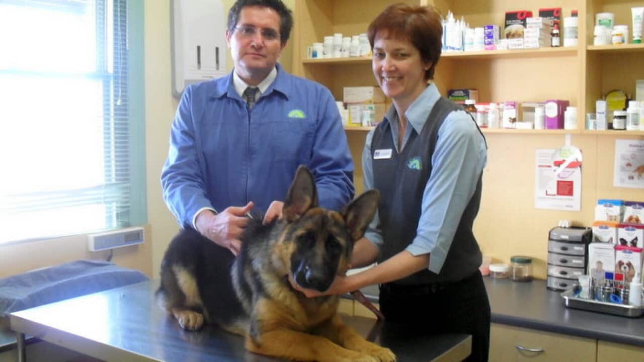 A dog is on the vet table