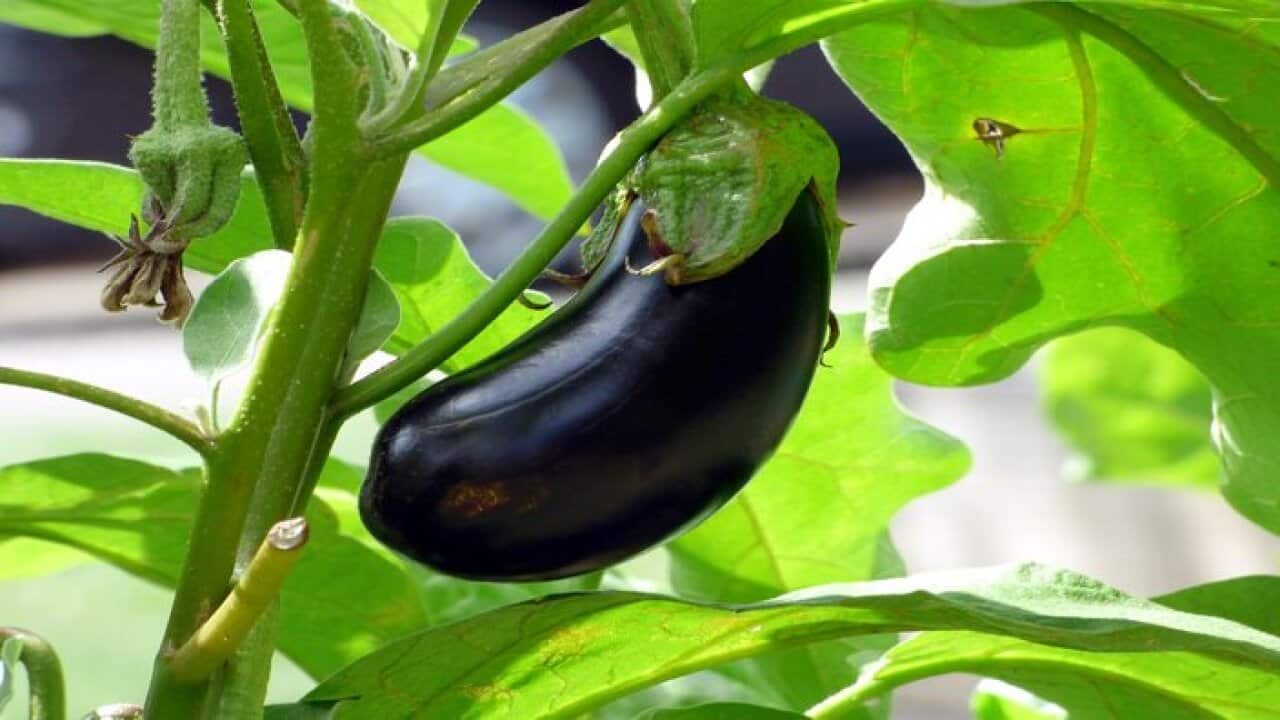 Eggplant, aubergine, or brinjal.
