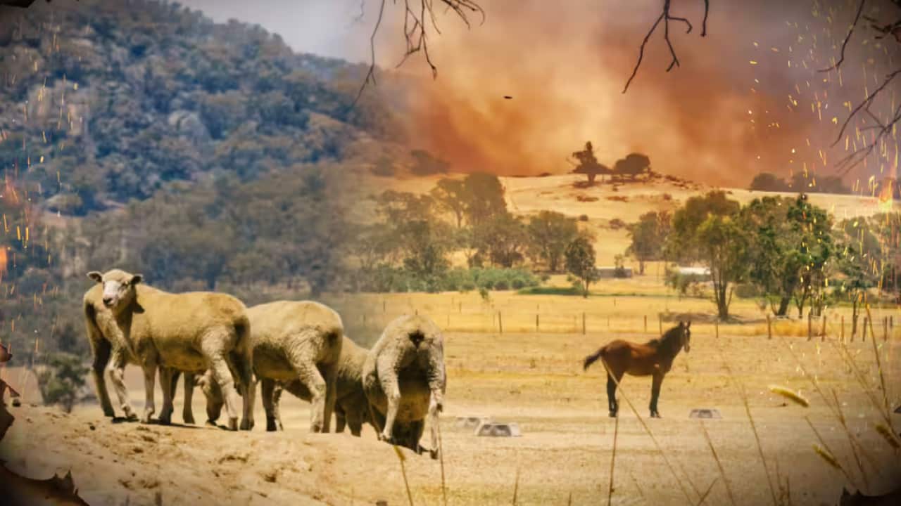 ildlife and livestock are being killed and displaced by bushfires. Source: Getty, SBS