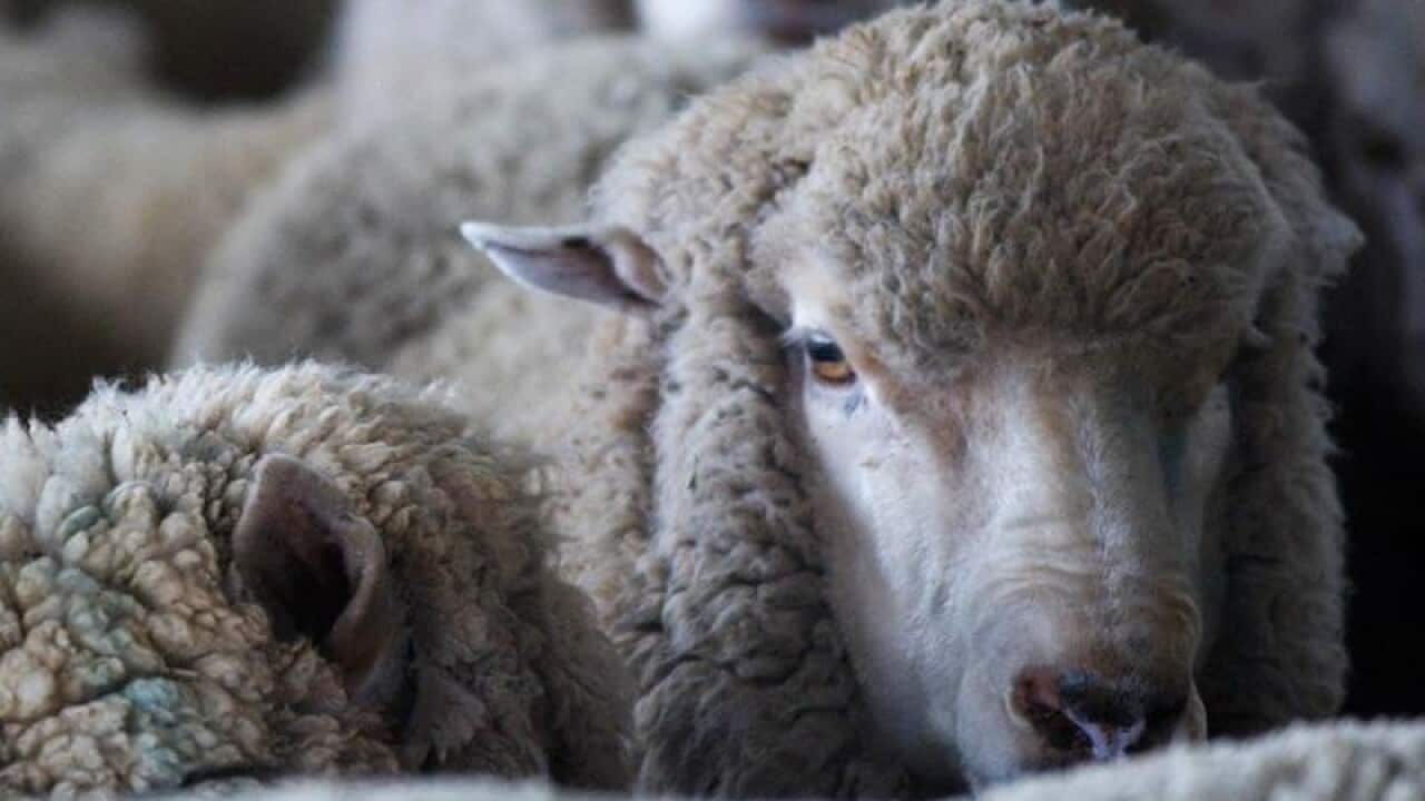Sheep being transported.