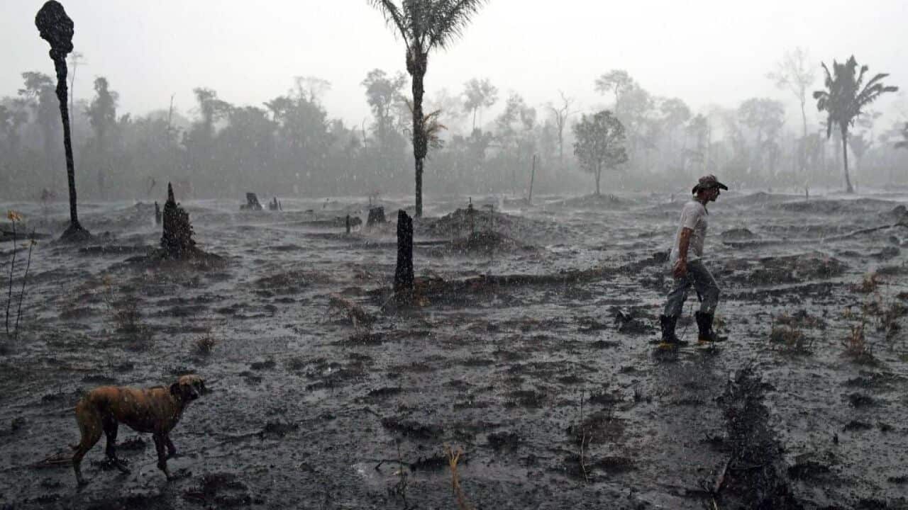 Brazilian farmer Helio Lombardo Do Santos and a dog walk through a burnt area of the Amazon rainforest, near Porto Velho