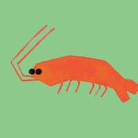 Seafood: Cooking inspiration, mercury magnet, cultural storyteller