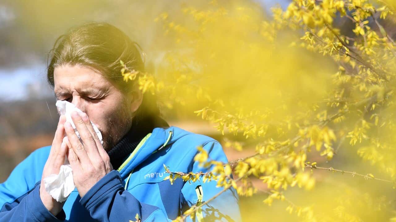 Pollen allergy