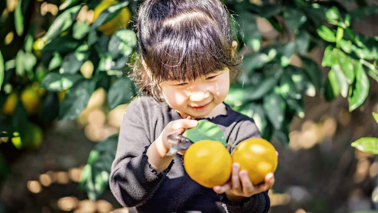 Asian Girl Harvesting Organic Oranges In Orchard