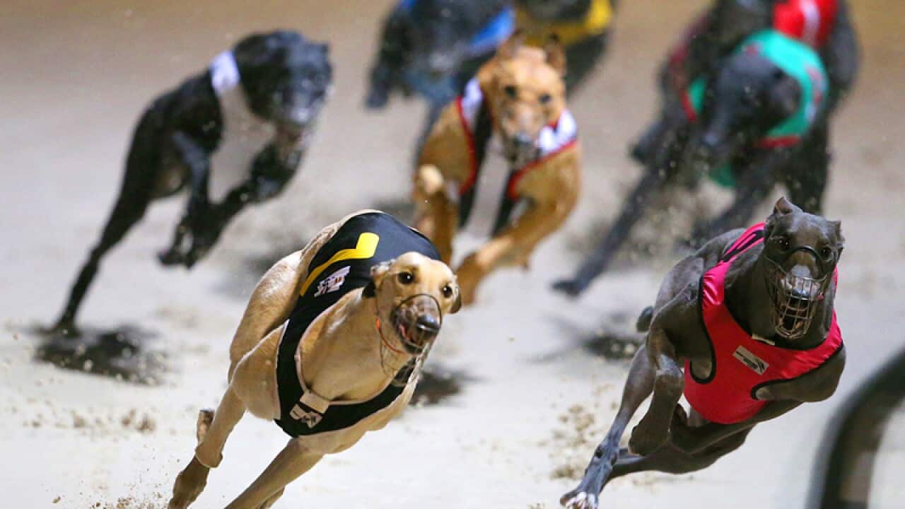 Greyhound dogs race at the Wentworth Park stadium