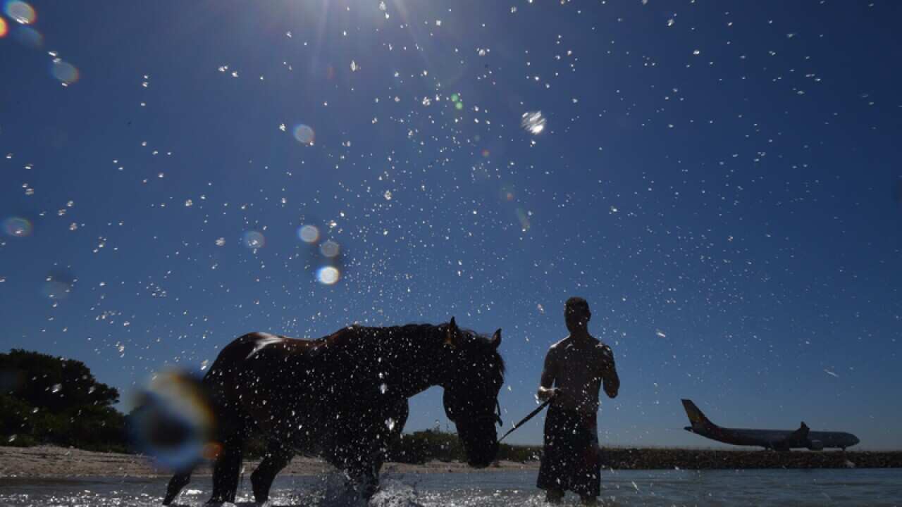 A stablehand leads thoroughbred horses through water in Sydney