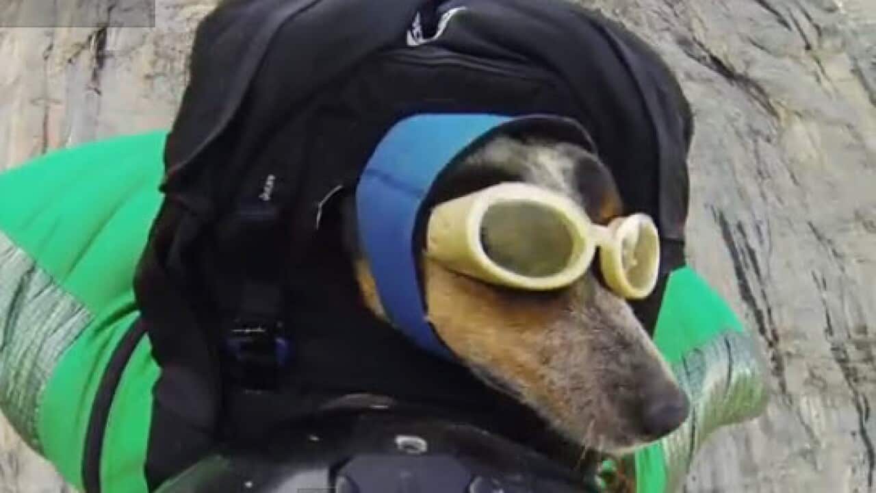 Base jumping dog