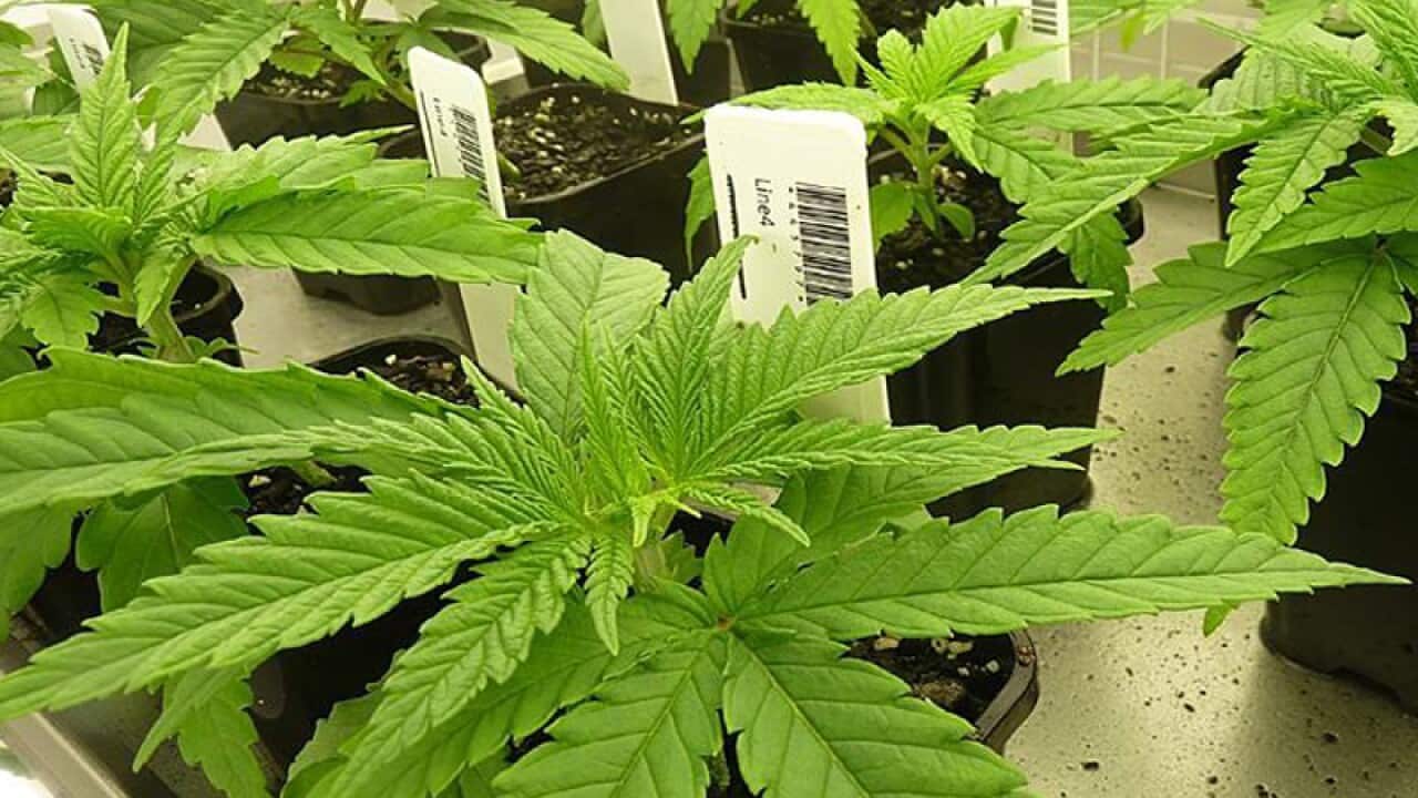 The state's medicinal cannabis crop