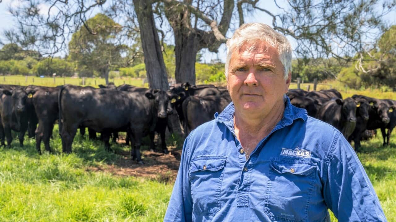 Australian beef producer Robert Mackenzie is among those impacted by new China tariffs (SBS Fulloon).jpg