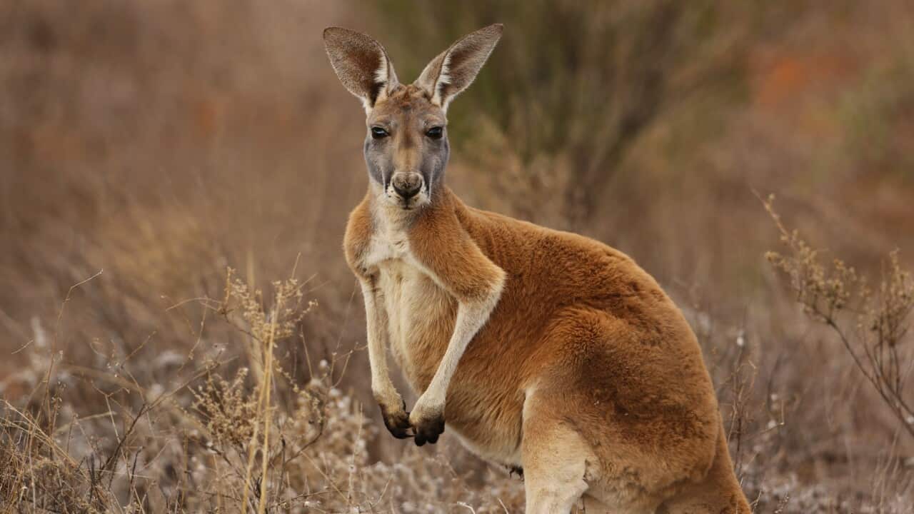 Red Kangaroo portrait in Australian Outback