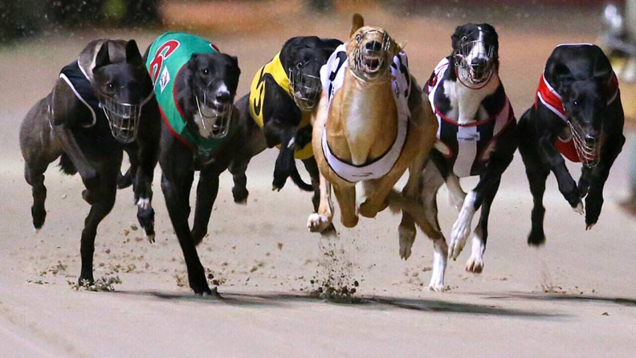 Greyhounds at a race meet in Sydney