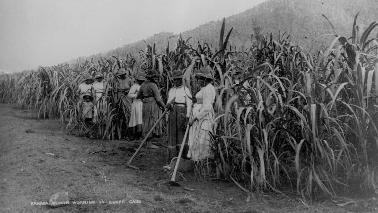 South Sea Islander workers
