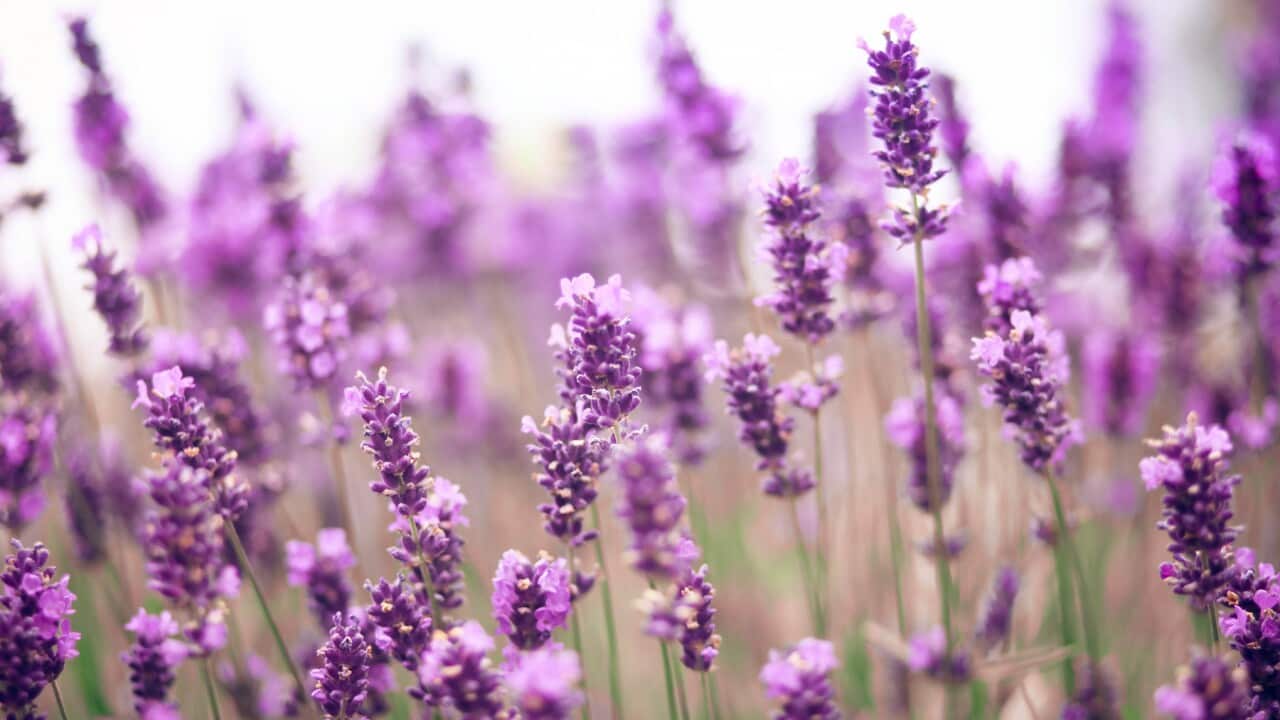 Lavender field