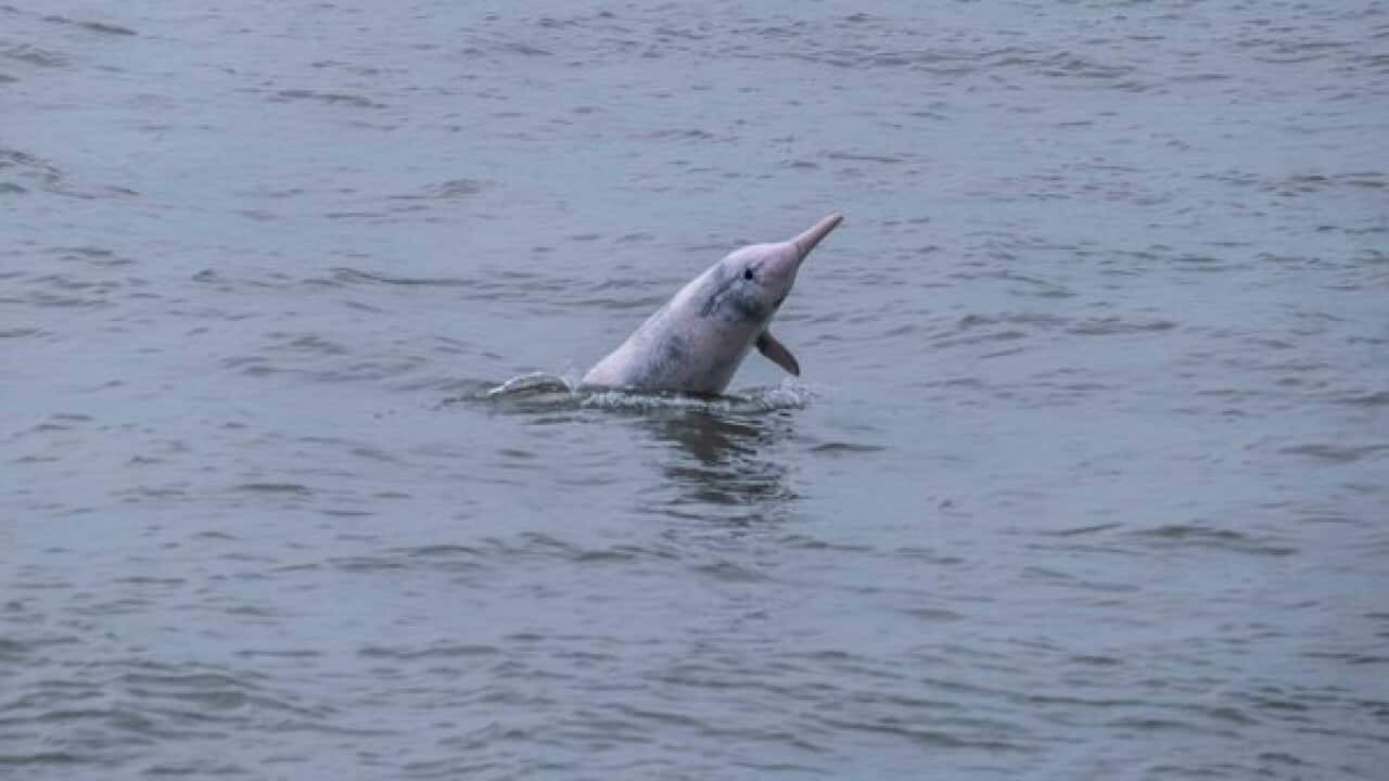 上個月,一隻粉紅色的中華白海豚出現在香港附近水域。