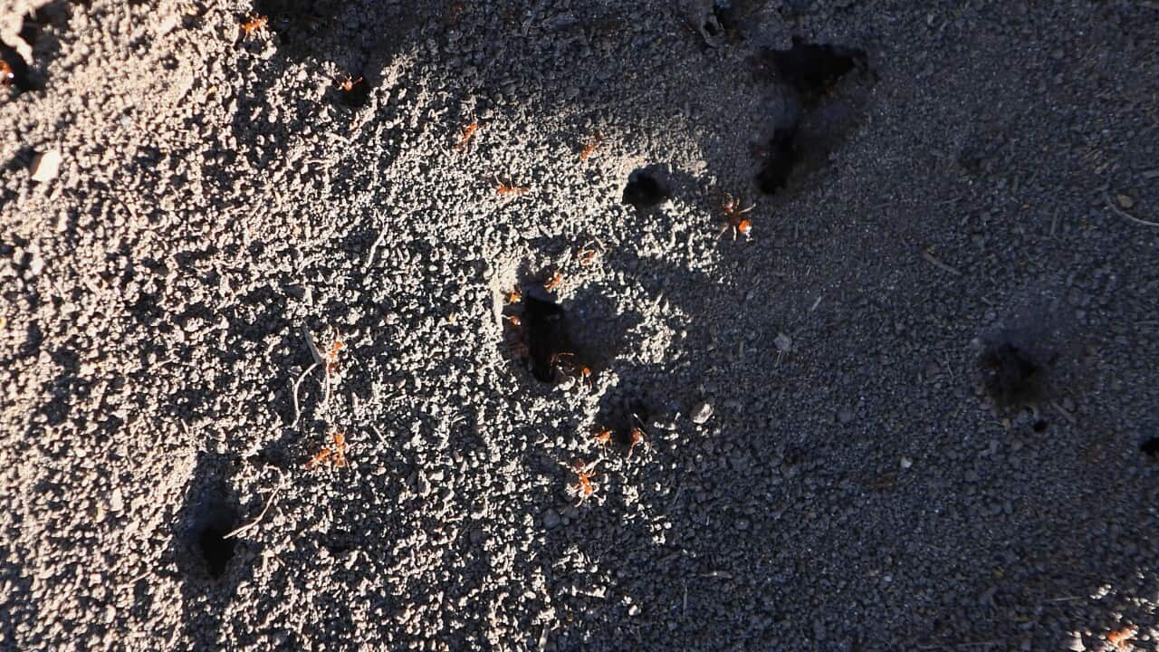 An overhead view of an ant colony with red ants going in and out of entrances.