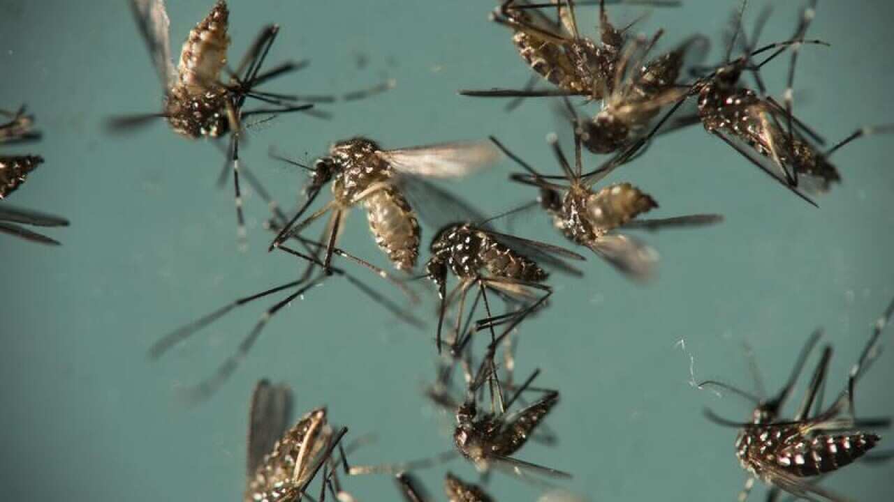 Aedes aegypti mosquitoes.