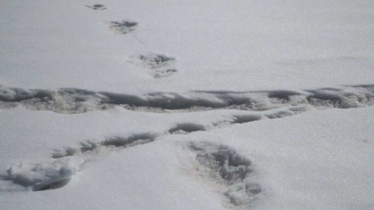 Yeti?