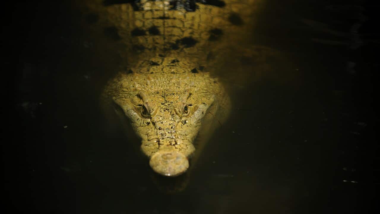 Albino crocodile.