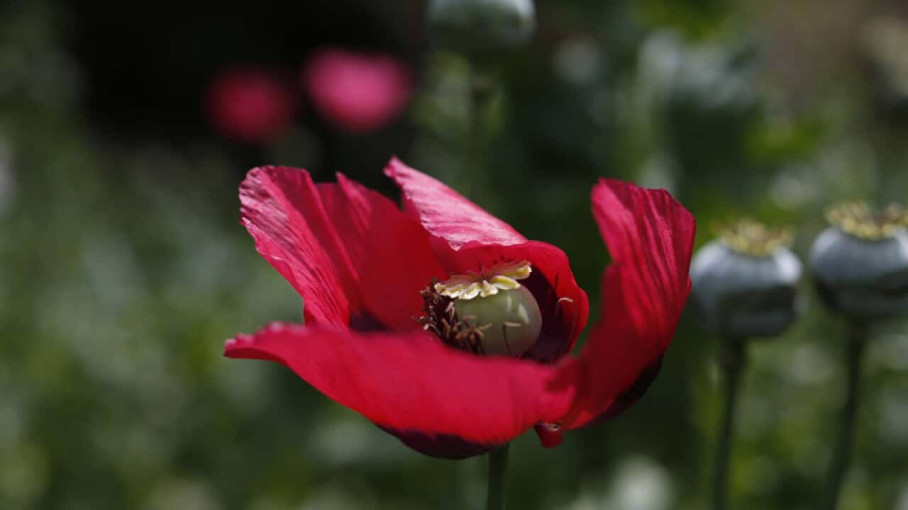Poppy flowers grow