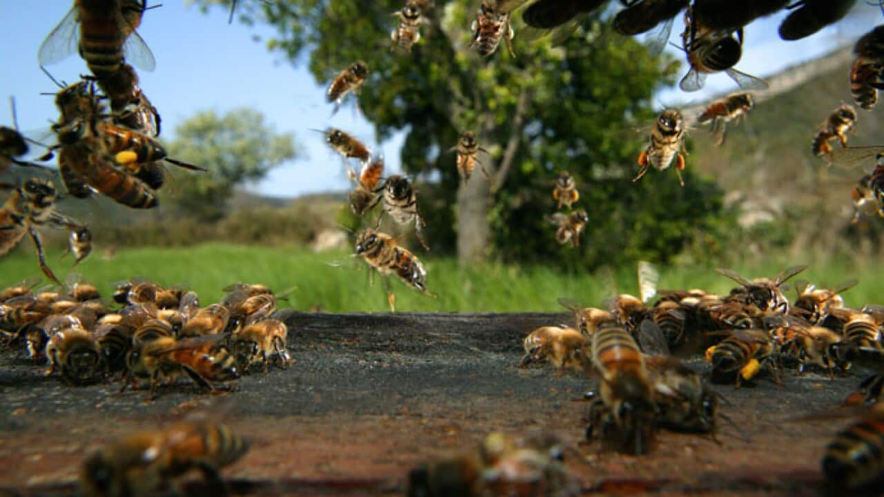 Bee hive