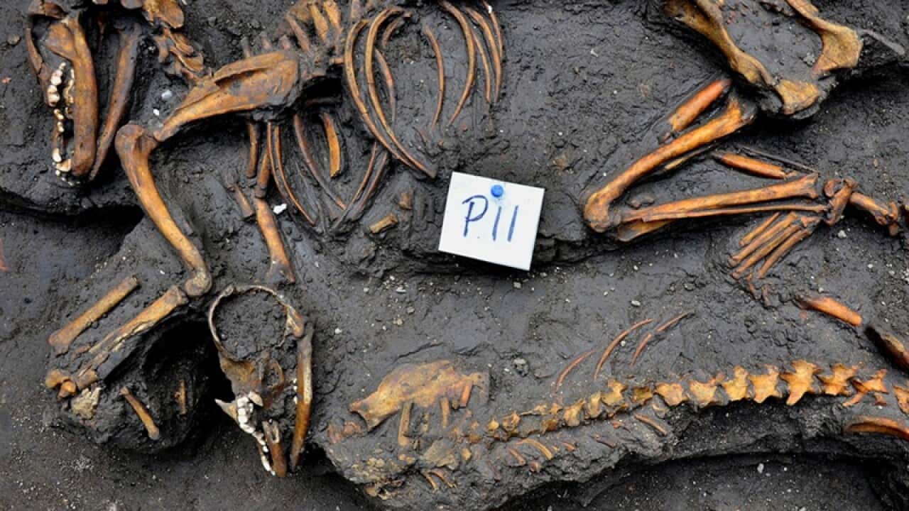 Canine skeletons unearthed by investigators in Mexico City.