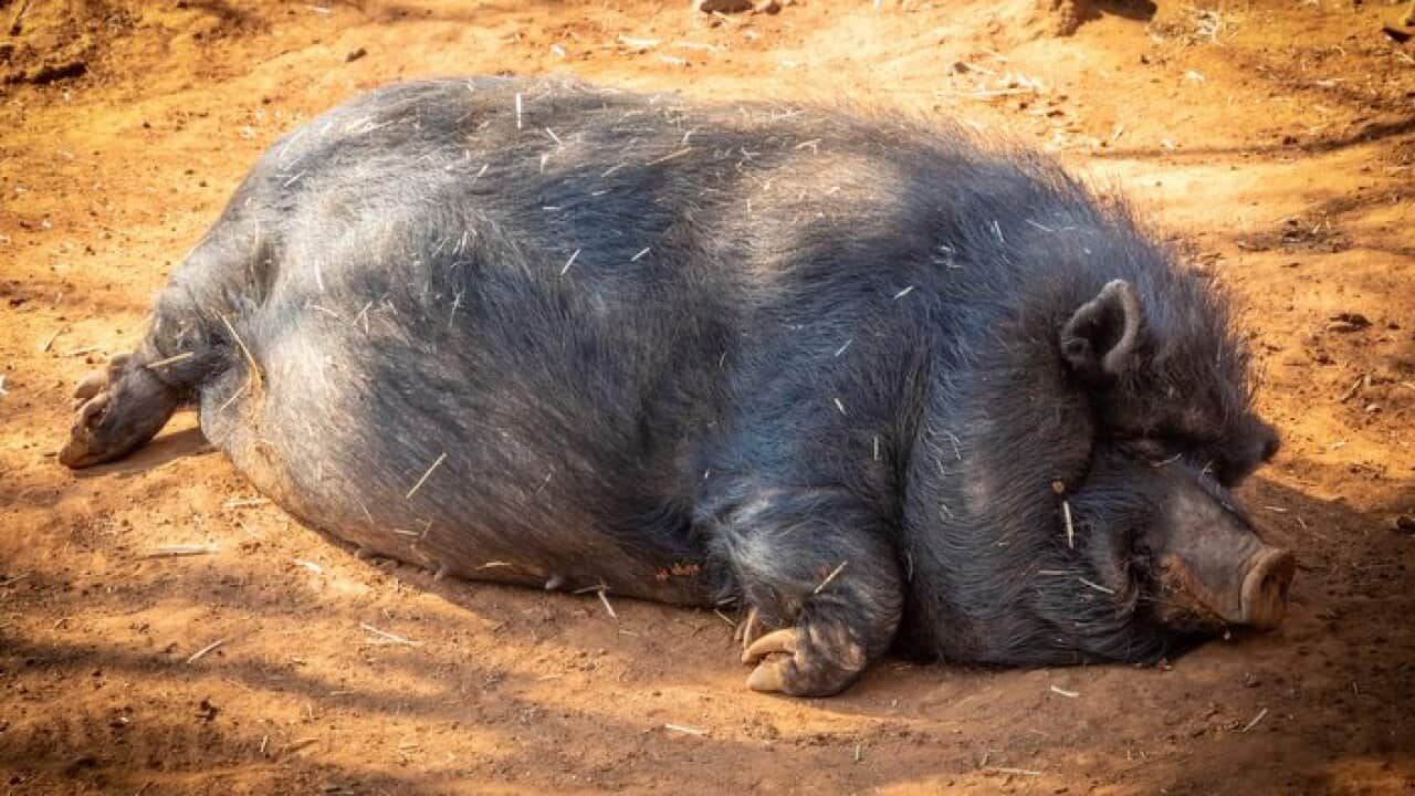 Pig