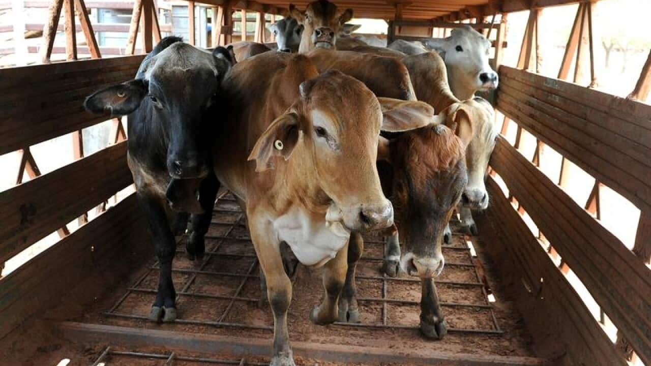 Export cattle are loaded onto trucks.