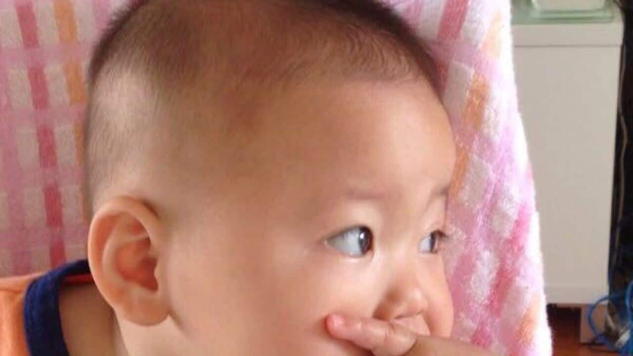 Zhuang Zhuang in Australia's Kindergarten | SBS Chinese