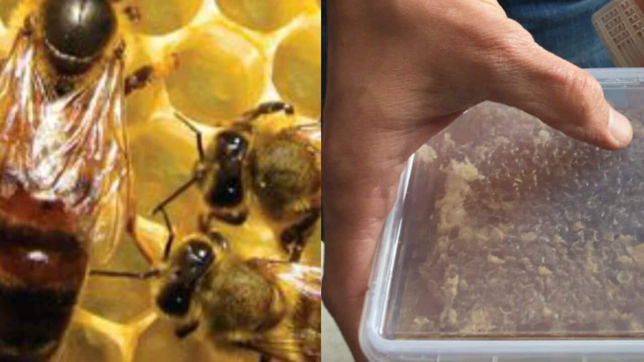 Will you handle honey bees hives and Queen bee? SBS Urdu