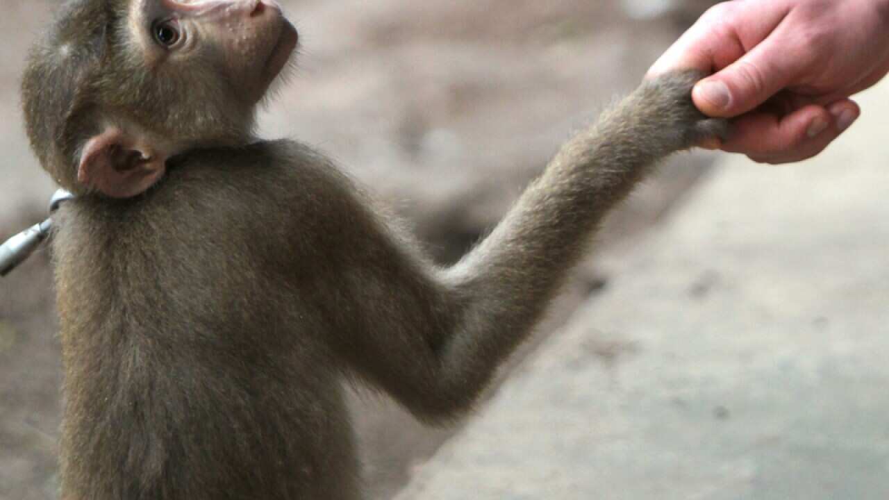 A macaque monkey