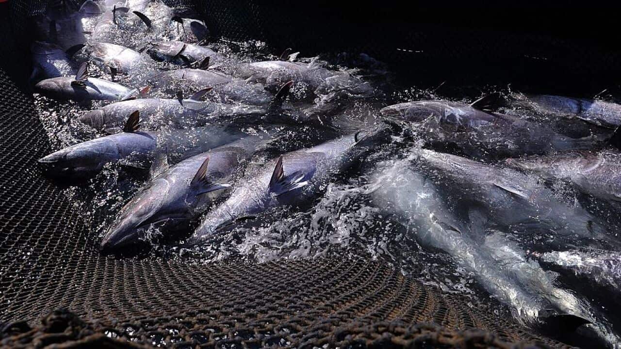 TO GO WITH AFP STORY BY ELODIE CUZINTunas caught in a net are seen during the "Almadraba" (fishing of the tuna) in Barbate, southern Spain on May 21, 2015.   AFP PHOTO/ CRISTINA QUICLER        (Photo credit should read CRISTINA QUICLER/AFP/Getty Images)