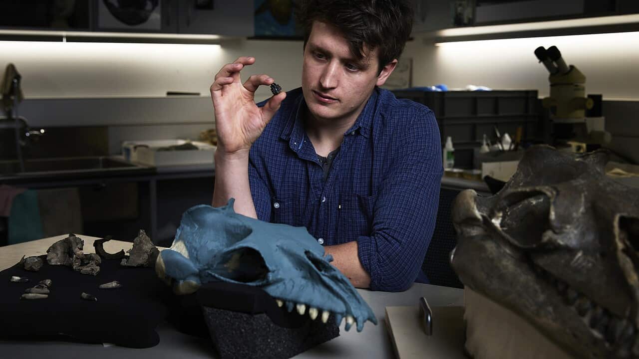 Australia Prehistoric Whale