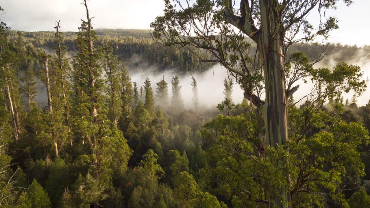 Kampf um Riesen-Eukalypten in Tasmanien