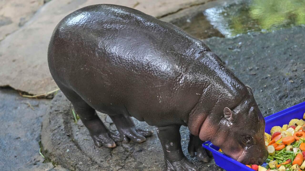 Thailand’s viral hippo Moo Deng celebrates her first birthday Thailand’s viral hippo Moo Deng celebrates her first birthday