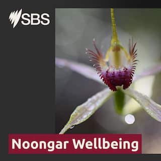 sbs_alc_podcast_tile_1x1_-_noongar_wellbeing.jpg