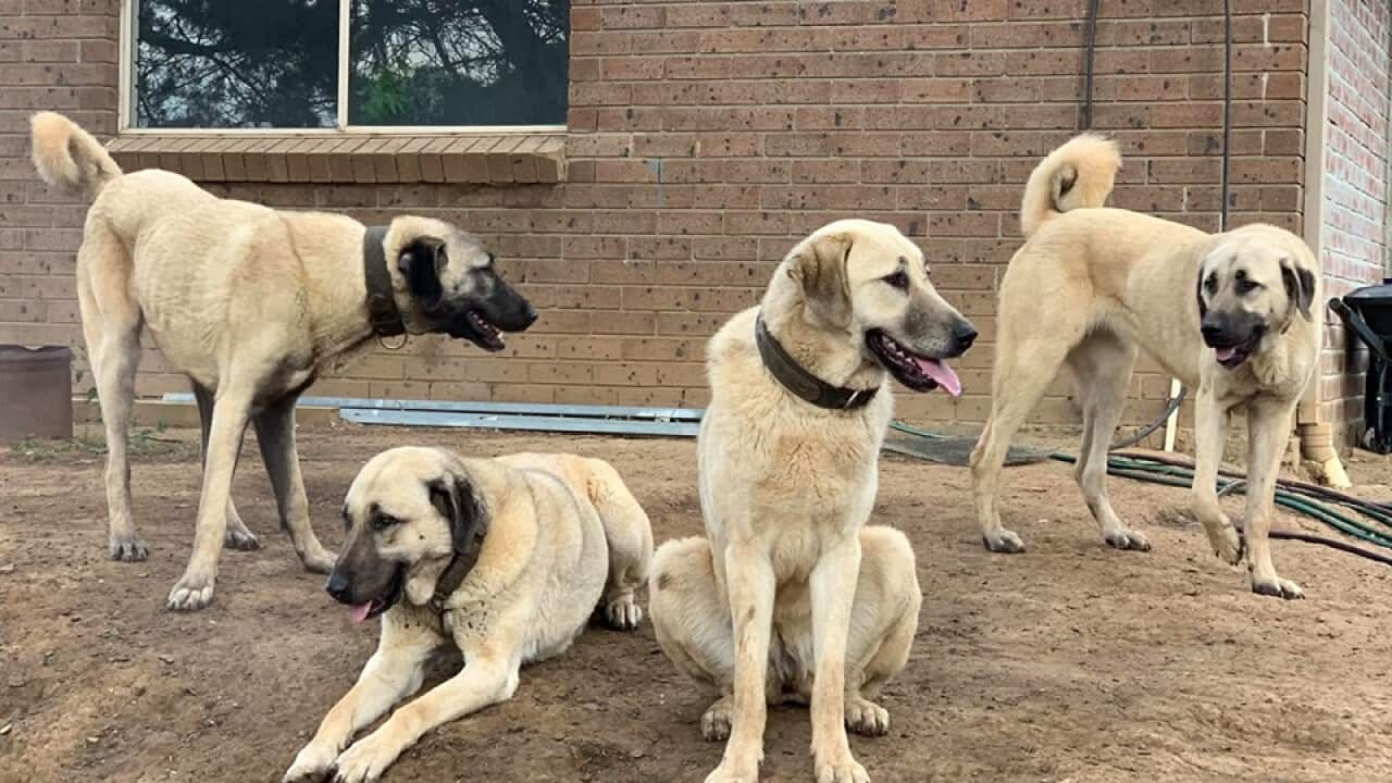 Kangal /Anatolian shepherd dog 