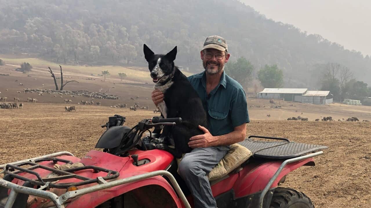 Patsy - who bravely stayed to protect her 900 strong flock of sheep - and owner Stephen Hill. 