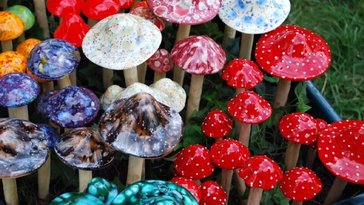 Magic mushrooms
