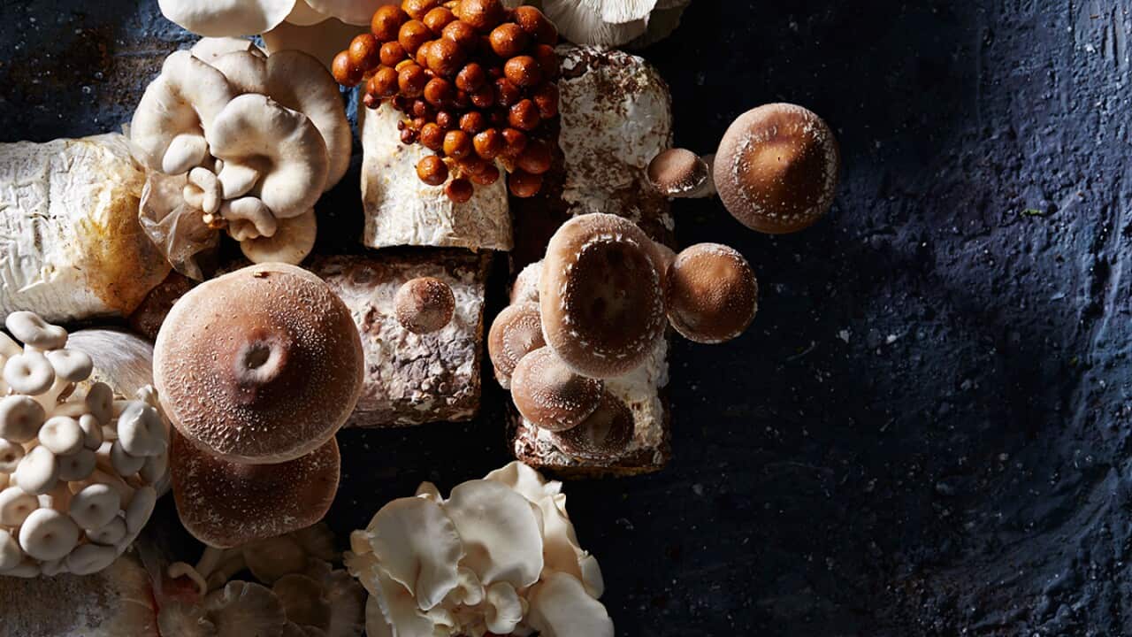 mushrooms.jpg