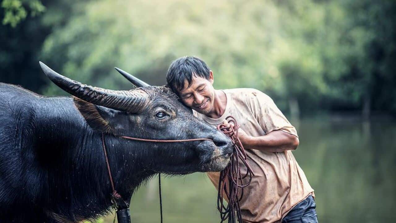 Water buffalo and its master - Pixabay