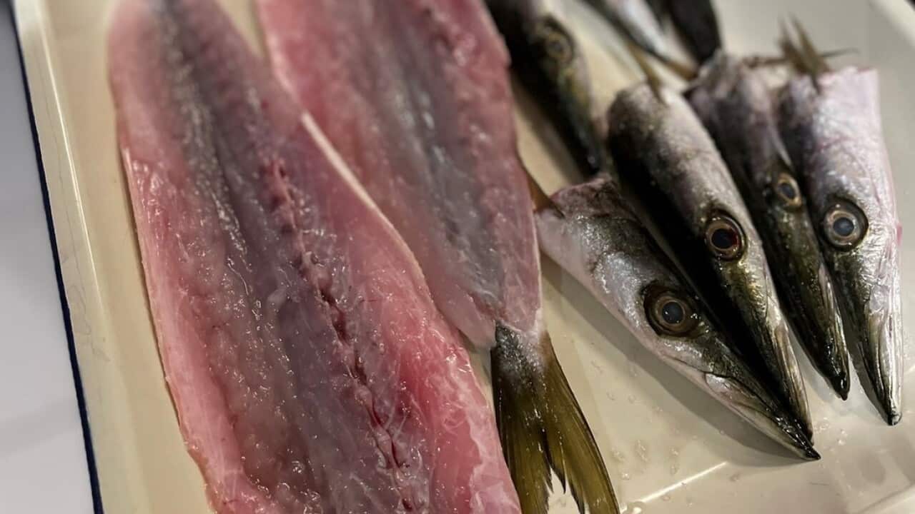 Tomaru52 カマス (2).jpg