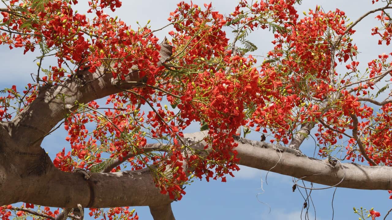 Flamboyant blossoming in blue sky