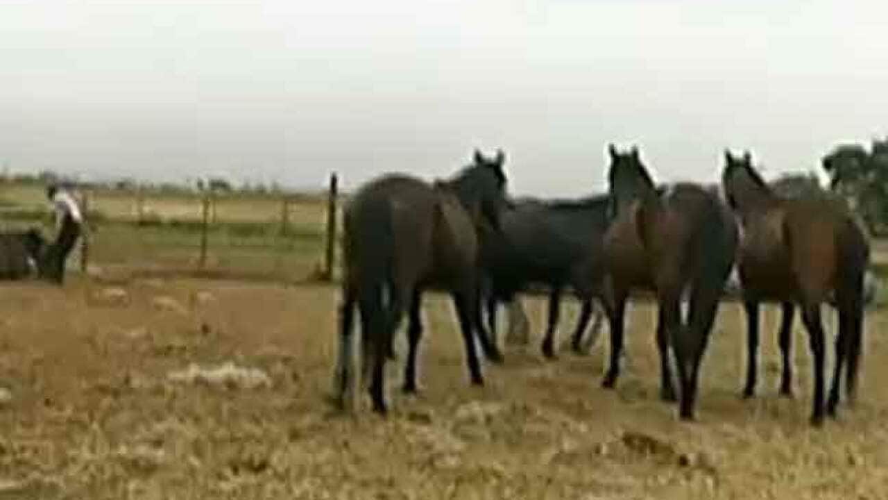 horses_nackery_sbs_2028440501