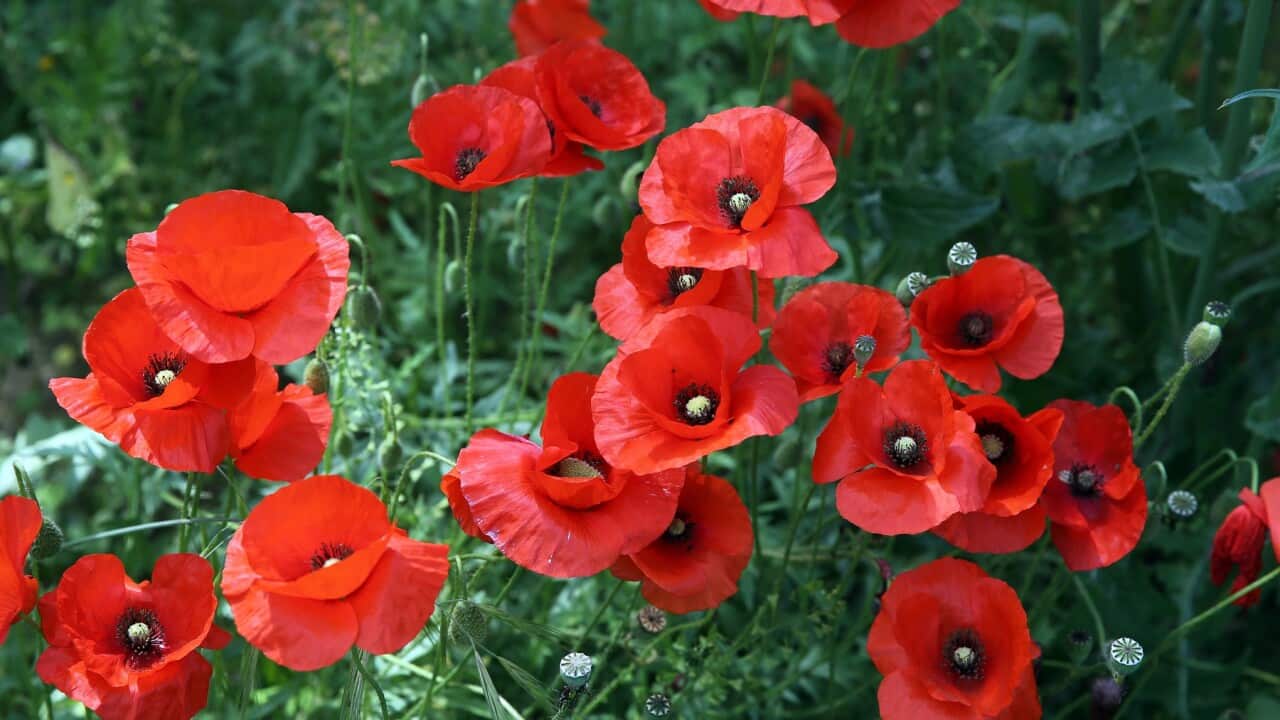 Blooming red poppies in Athalassas forest near Nicosia, Cyprus, 18 April 2020.  EPA/KATIA CHRISTODOULOU