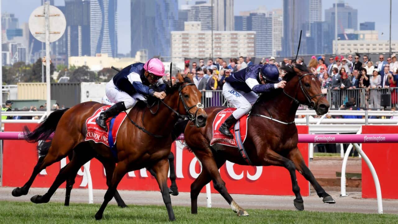 Melbourne Cup horses Rekindling (left) and Johannes Vermeer (right)