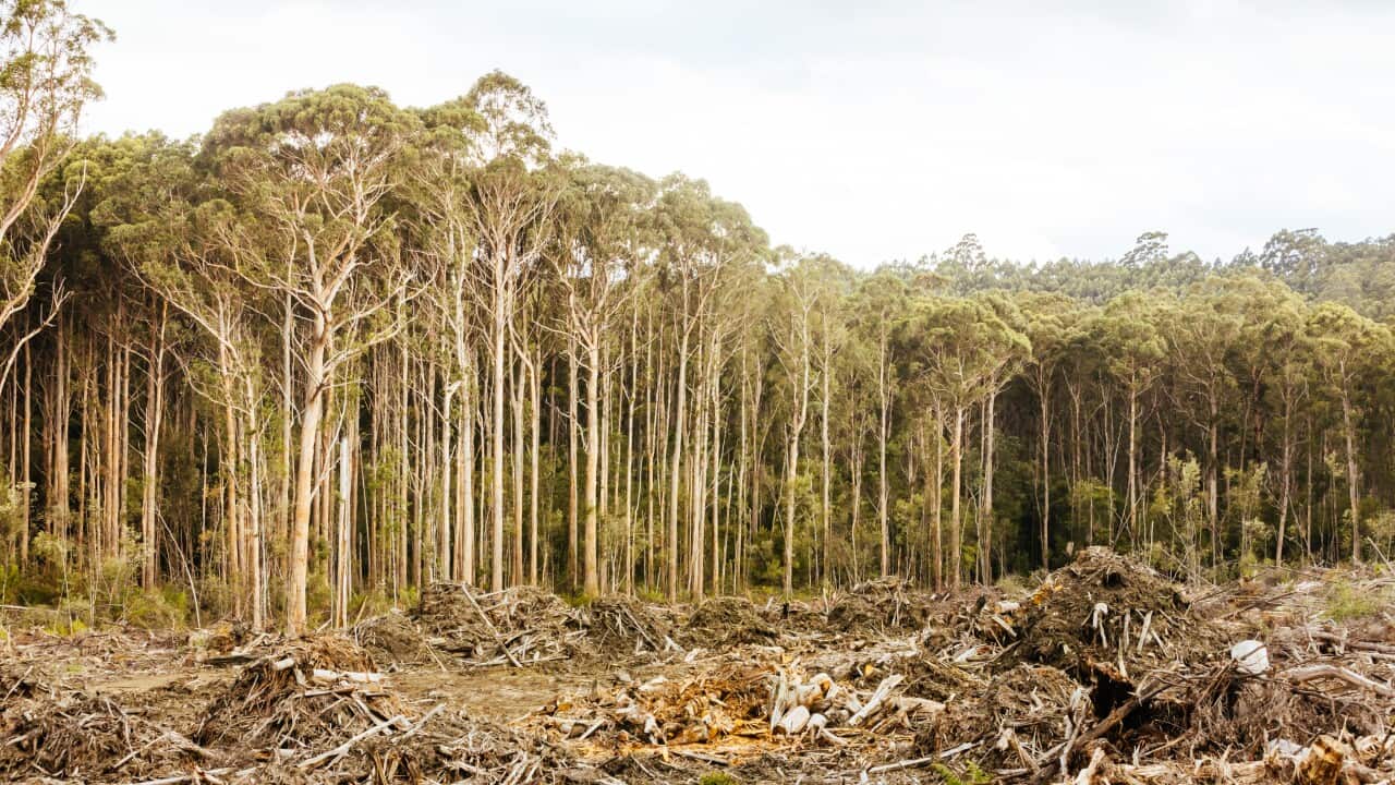 Old Growth Logging in Southwest National Park Tasmania Australia