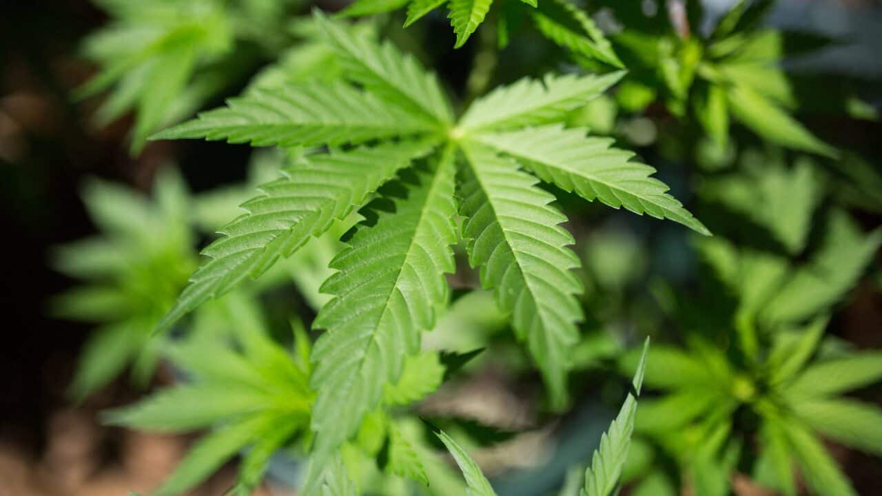 A view of a marijuana plant in Paris, France, July 30, 2019. Photo by Raphael Lafargue/ABACAPRESS.COM.
